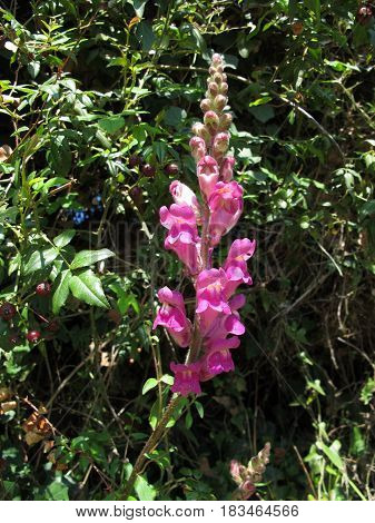 Pink dragon flowers, snapdragons, antirrhinum, in meadow