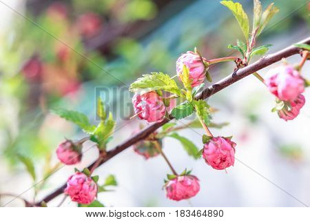 Inflorescence of bouquet of Louisiana on a green background