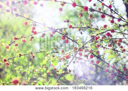 Bush pink flower with sunlight  on a green background