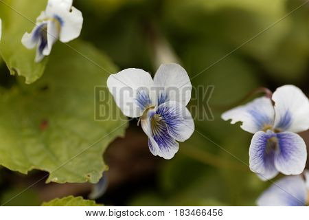 Flower of a common blue violet (Viola sororia)