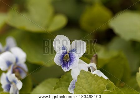 Flower of a common blue violet (Viola sororia)