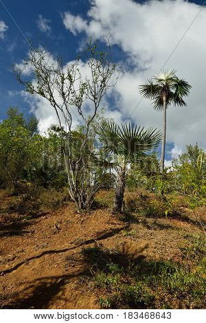 The trail for the highest peak on Cuba Pico Turquino being in a mountain range Sierra Maestra on Cuba