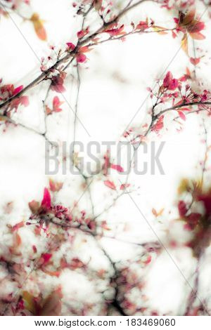 Delicate fragile burgundy-red flowers on a green background