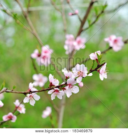 Blossoming peach tree branches the background blurred