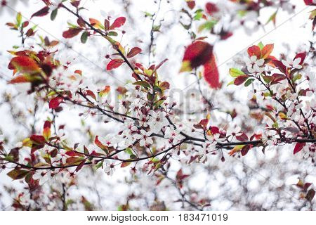 White flowers with burgundy leaves on a tree on a white background
