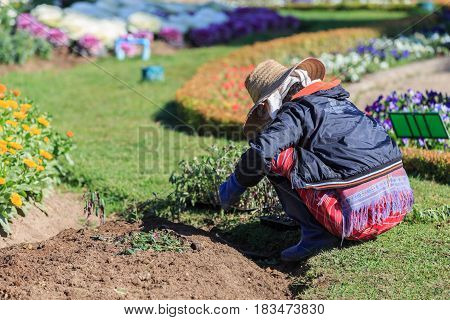 Chiang Mai Thailand - January 202017 : Gardeners planting flowers in Doi Intanon park.