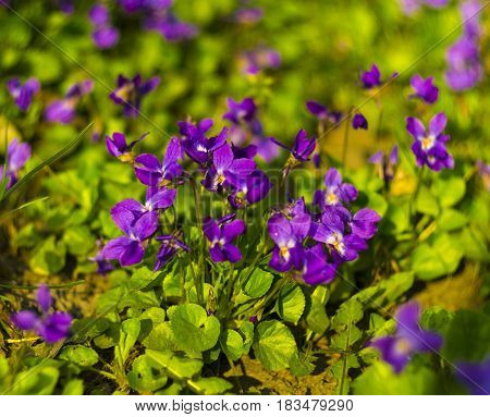 Flowers violets. Wood violets flowers close up. viola odorata