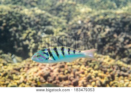 Sixbar Wrasse ( Thalassoma hardwicke ) swimming around the reef