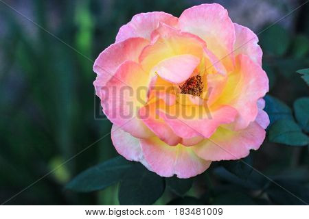 Flower pink-yellow luxuriant rose on a green background