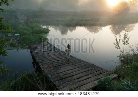 The Dog On The Bridge, The Old Dilapidated Bridge Over A River At Dawn, The Mist Over The Water,