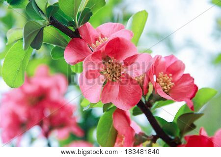 Chamomeles flower branch on a green background