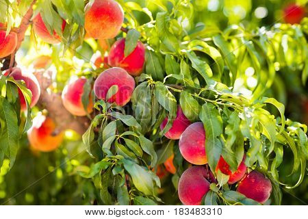 Ripe tasty peach on tree in sunny summer orchard. Pick you own fruit farm with tree ripen freestone peaches. Delicious and healthy organic nutrition. Beautiful garden with tree ripened nectarines.
