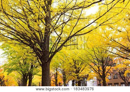 Yellow gingko tree