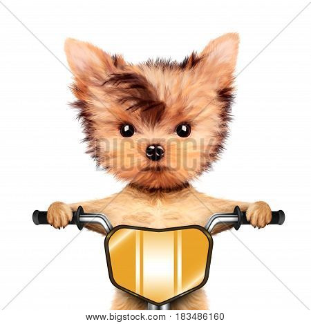 Funny racer dog sitting on a yellow bike. Sport and championship concept. Realistic 3D illustration of yorkshire terrier with clipping path
