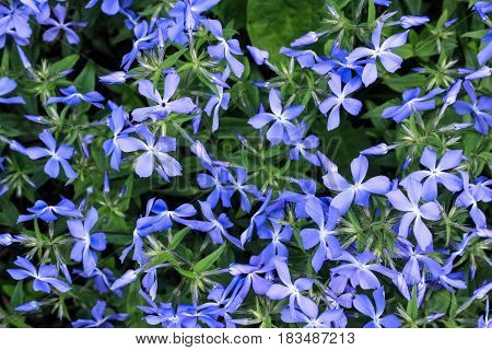 Inflorescence of small blue flowers on a green background