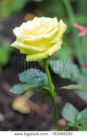 Tender yellow rose on a green background