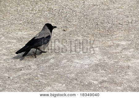 Oiseau marchant sur gravier