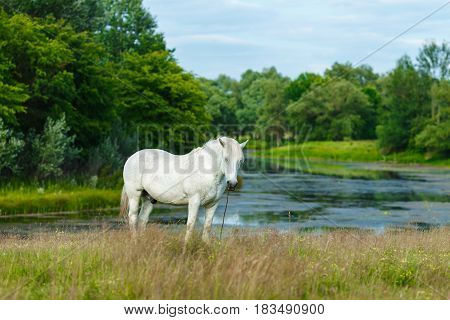 A beautiful white horse feeding in a green pasture. Summer conc