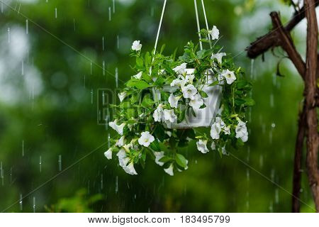 White petunia in hanging flower pot on raining background. Conce