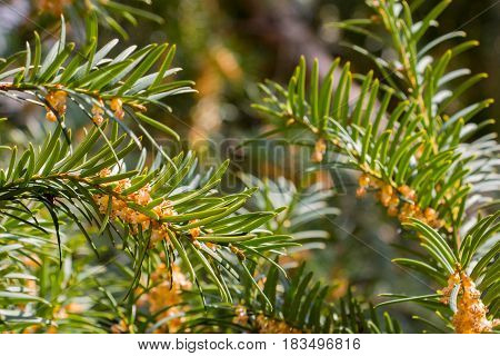 Close-up of conifer tree branches with green needles and small flowers. Spring blooming and growth