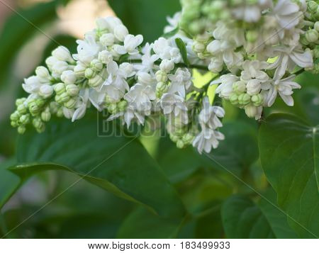 White Lilac Flowers With Buds For Background, Spring Garden, Syringe Vulgaris, Soft Focus