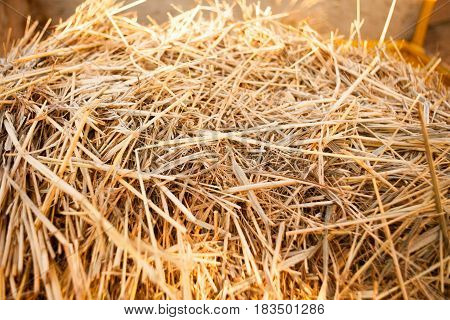 Background Texture Straw Litter And Animal Feed Straw Thatch Bed Haystack