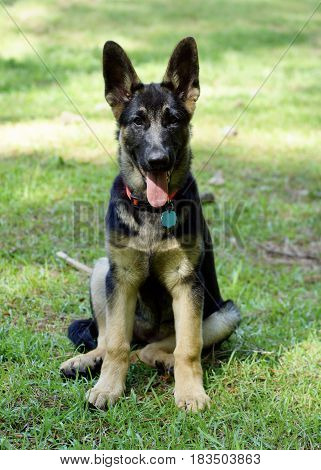 Gorgeous black and brindle German Sheppard puppy dog sitting in grass,  full straight on view with tongue hanging out