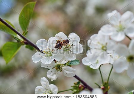 Honey Bee Harvesting Pollen From Cherry Blossom,bee Collecting Nectar From White Cherry Flower