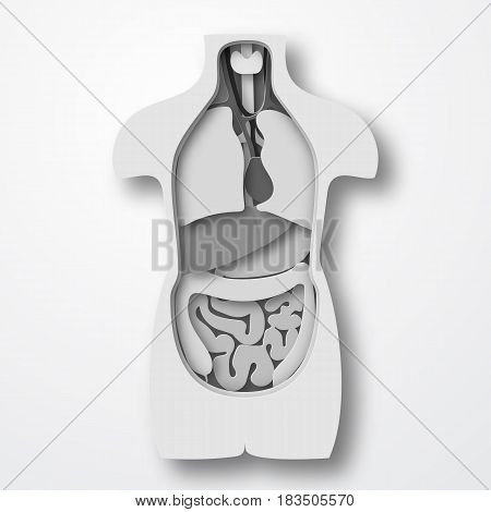 Vector human body anatomy, medical organs system paper craft style illustration