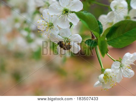 Honey Bee Harvesting Pollen From Cherry Blossom,bee Collecting Nectar From White Cherry Flower