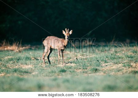 Roebuck Standing In Field In Morning Sunlight Picking Up Sound.