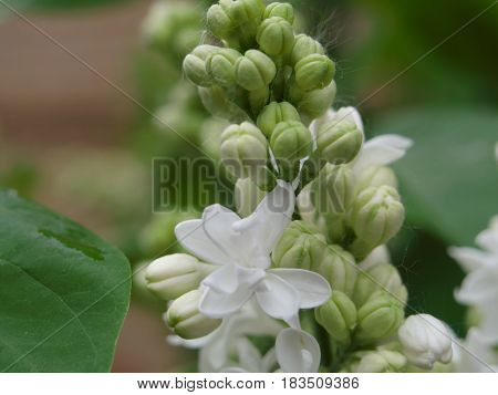White Lilac Flowers With The Buds For A Background, Spring Garden, Syringe Vulgaris