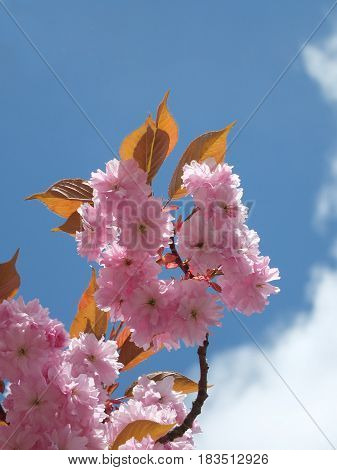 Pink cherry blossom in close up in spring blue sky and white cloud