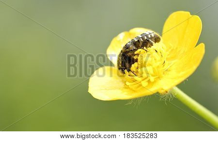 Oxythyrea funesta on top a flower in a meadow