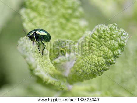 detail of Linaeidea aenea in a meadow
