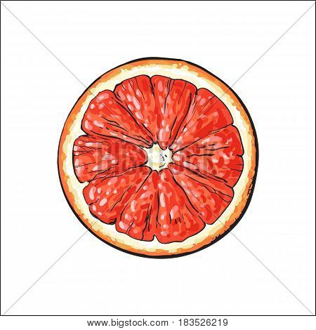 Top view round slice, half of ripe grapefruit, red orange, sketch style vector illustration on white background. Hand drawn grapefruit cut in half, round slice