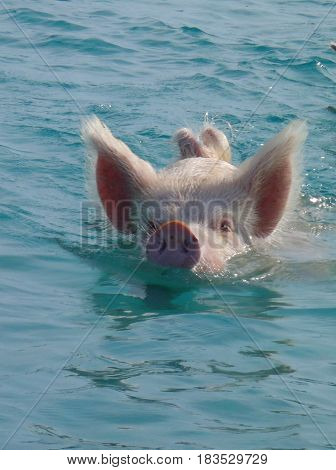 Swimming pig with his head above water