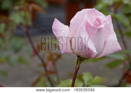 A chinese pink flower called mutabilis  in the garden
