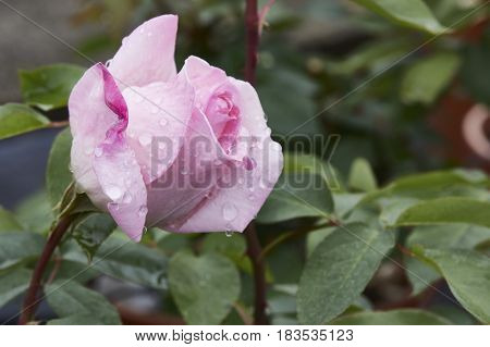 A chinese pink flower called mutabilis  in the garden