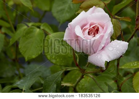 A chinese pink flower called mutabilis  in the garden