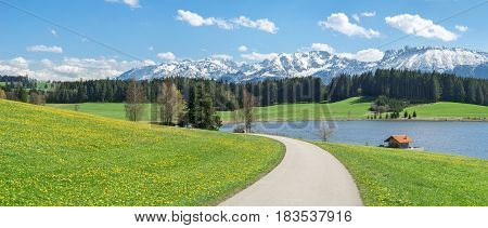 Narrow road or path crosses a beautiful Dandelion flower meadow at lakeside and snow covered mountains in springtime. Location Bavaria, Alps, Allgau, Germany. Fresh green grass, blue water and sky, white mountains and clouds and a cabin.