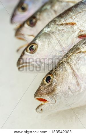 Fresh Meagre On Ice At Seafood Market