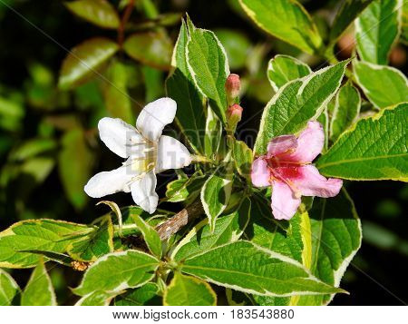 Flower, Variegated Weigela, pink and white, Spring.