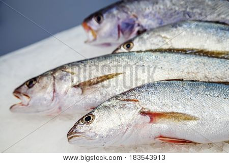 Fresh Meagre On Ice At Seafood Market