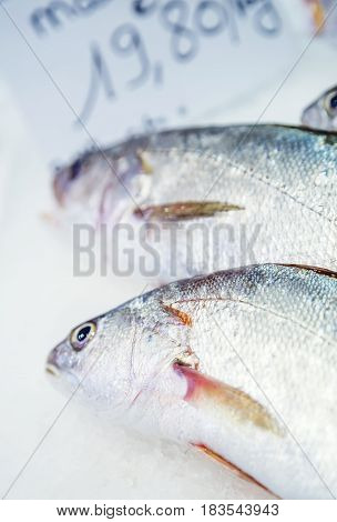 Fresh Meagre On Ice At Seafood Market
