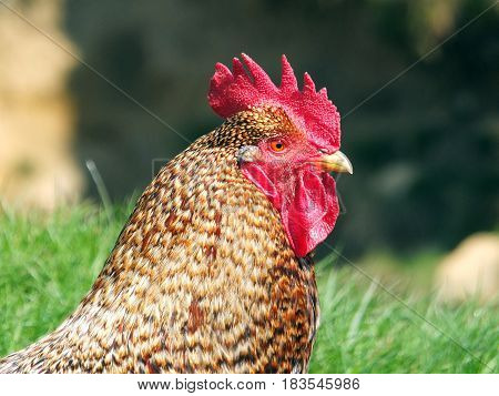 profile photo of a cockerel in a farmyard