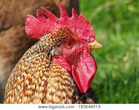 close up of a cockerel rooster head