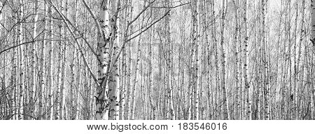 Beautiful landscape with birches. Black and white panorama with birches in retro style. Birch grove in autumn. The trunks of birch trees. Black and white panoramic photo of birch trunks.