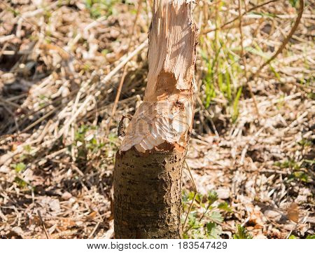 Tree shows the bite marks of a beaver