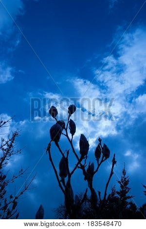 In the foreground are the first buds of magnolia in the background is blue sky with clouds and setting sun.